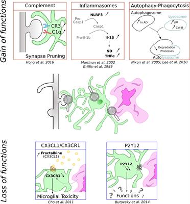 Microglia in Alzheimer Disease: Well-Known Targets and New Opportunities